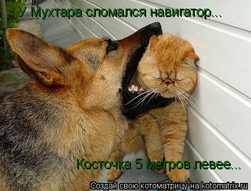 У Мухтара сломался навигатор... Косточка 5 метров левее...... Котоматрица: У Мухтара сломался навигатор... Косточка 5 метров левее...