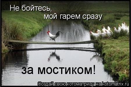 Не бойтесь, мой гарем сразу за мостиком!... Котоматрица: Не бойтесь, мой гарем сразу за мостиком!