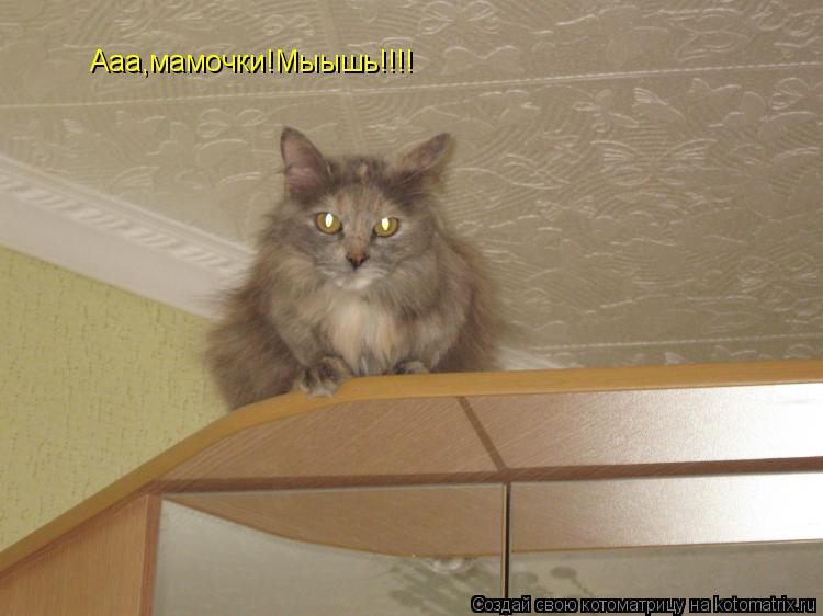 Ааа,мамочки!Мыышь!!!!... Котоматрица: Ааа,мамочки!Мыышь!!!!