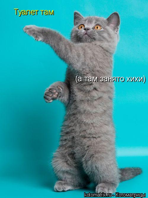 Туалет там (а там занято хихи)... Котоматрица: Туалет там (а там занято хихи)