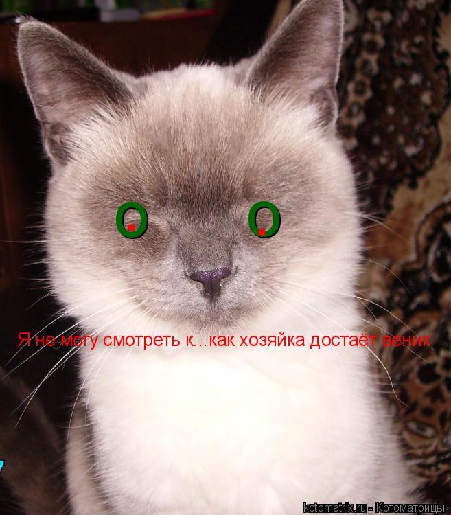 Я не могу смотреть к...как хозяйка достаёт веник о о . .... Котоматрица: Я не могу смотреть к...как хозяйка достаёт веник о о . .