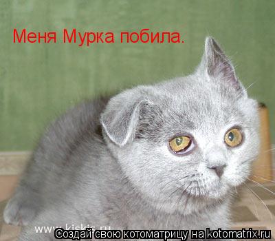 Меня Мурка побила.... Котоматрица: Меня Мурка побила.