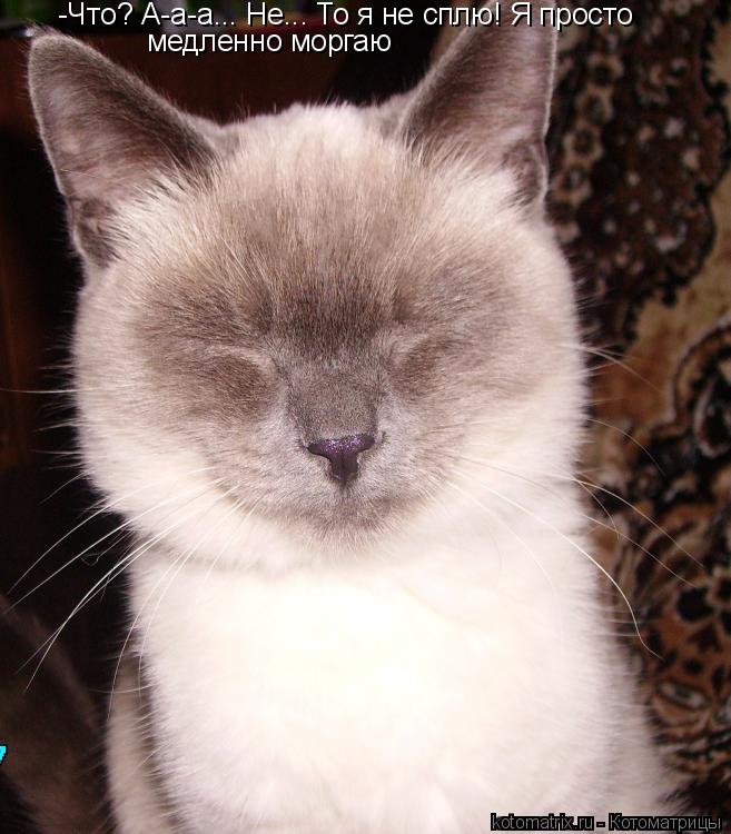 -Что? А-а-а... Не... То я не сплю! Я просто медленно моргаю... Котоматрица: -Что? А-а-а... Не... То я не сплю! Я просто медленно моргаю