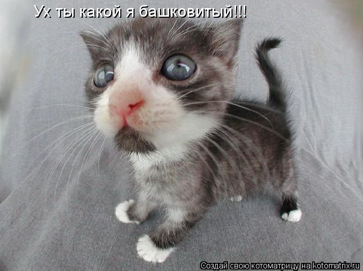 Ух ты какой я башковитый!!!... Котоматрица: Ух ты какой я башковитый!!!