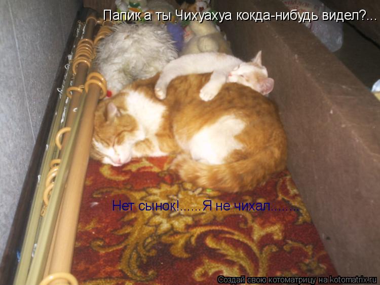 Папик а ты Чихуахуа кокда-нибудь видел?... Нет сынок!......Я не чихал........... Котоматрица: Папик а ты Чихуахуа кокда-нибудь видел?... Нет сынок!......Я не чихал........