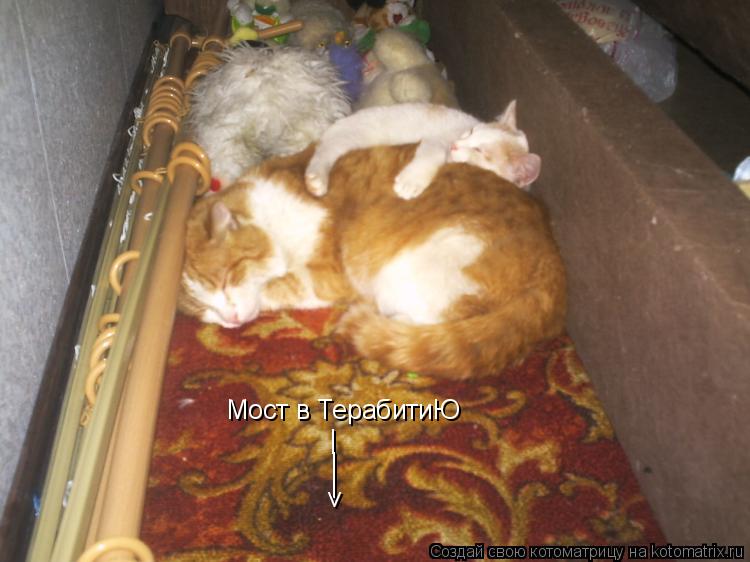 Мост в ТерабитиЮ | | | v... Котоматрица: Мост в ТерабитиЮ | | | v