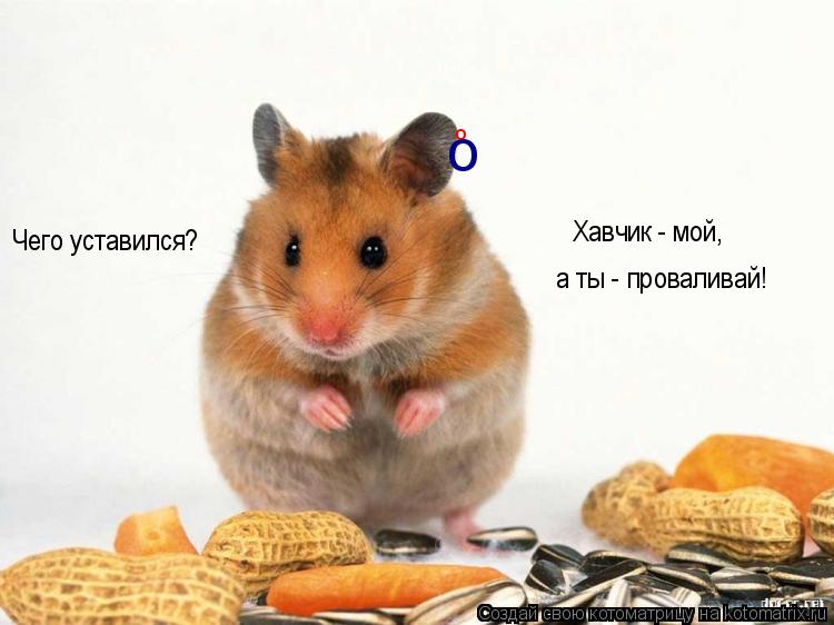 Чего уставился? Хавчик - мой, а ты - проваливай! о о... Котоматрица: Чего уставился? Хавчик - мой, а ты - проваливай! о о