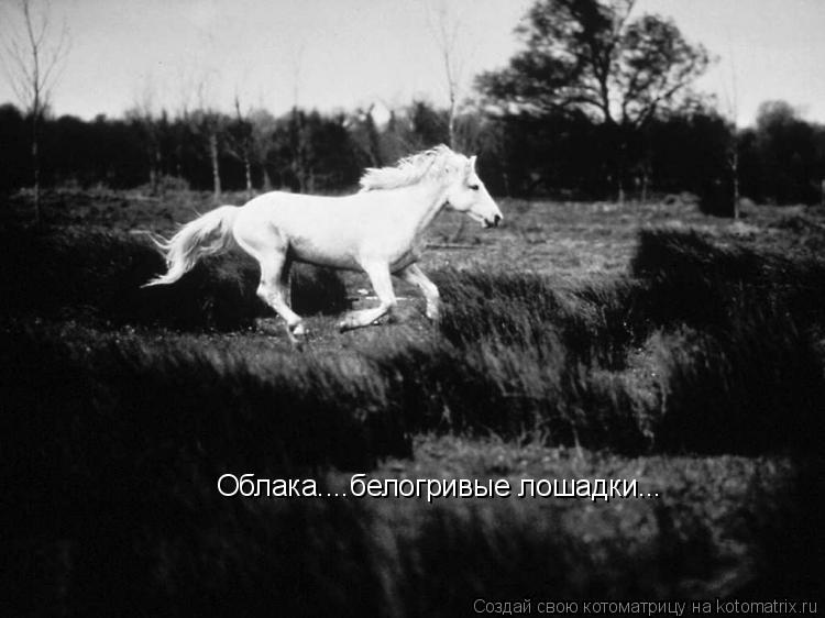 Облака....белогривые лошадки...... Котоматрица: Облака....белогривые лошадки...