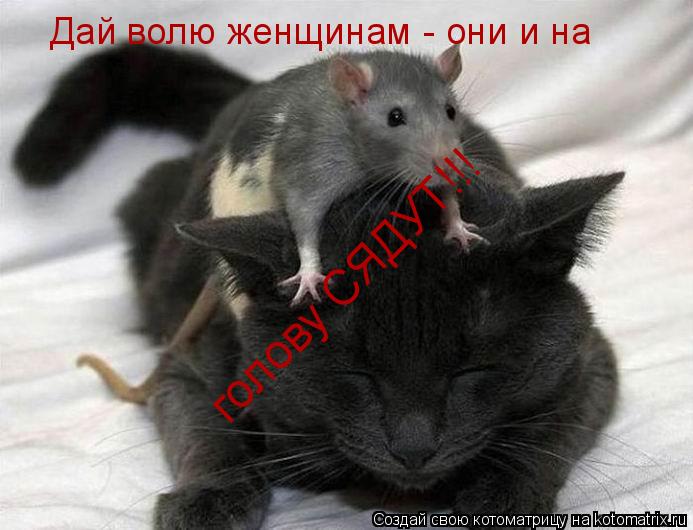 Дай волю женщинам - они и на голову СЯДУТ!!!... Котоматрица: Дай волю женщинам - они и на голову СЯДУТ!!!