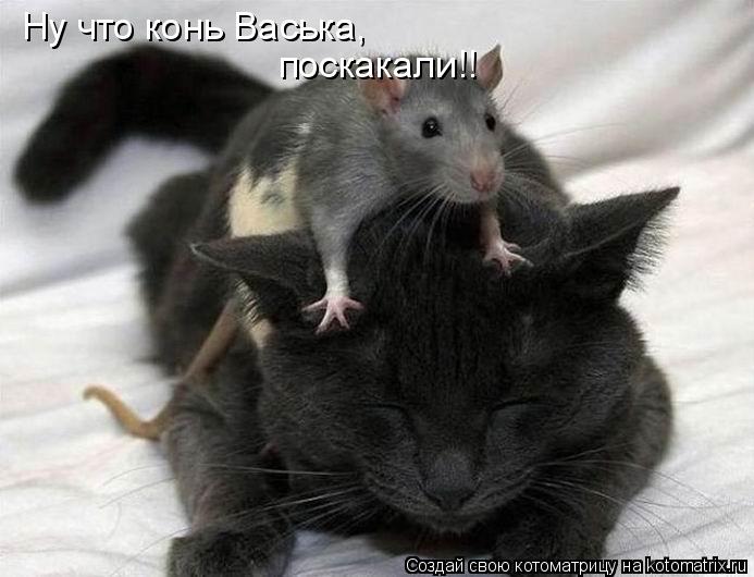 Ну что конь Васька, поскакали!!... Котоматрица: Ну что конь Васька, поскакали!!