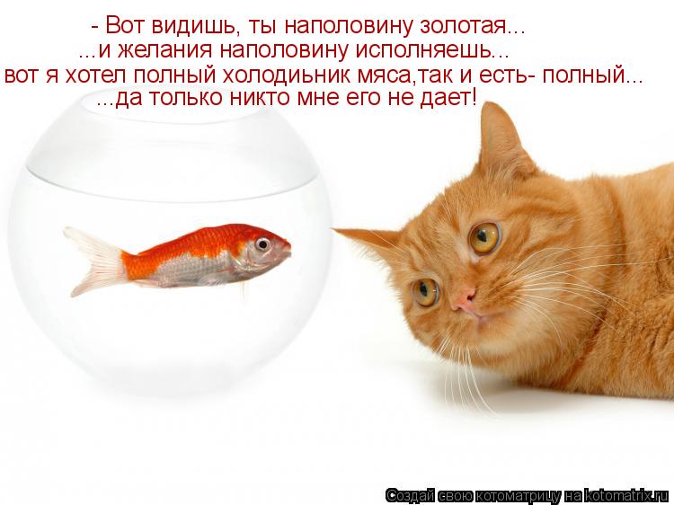 Котоматрица: - Вот видишь, ты наполовину золотая... ...и желания наполовину исполняешь... вот я хотел полный холодиьник мяса,так и есть- полный... ...да только 