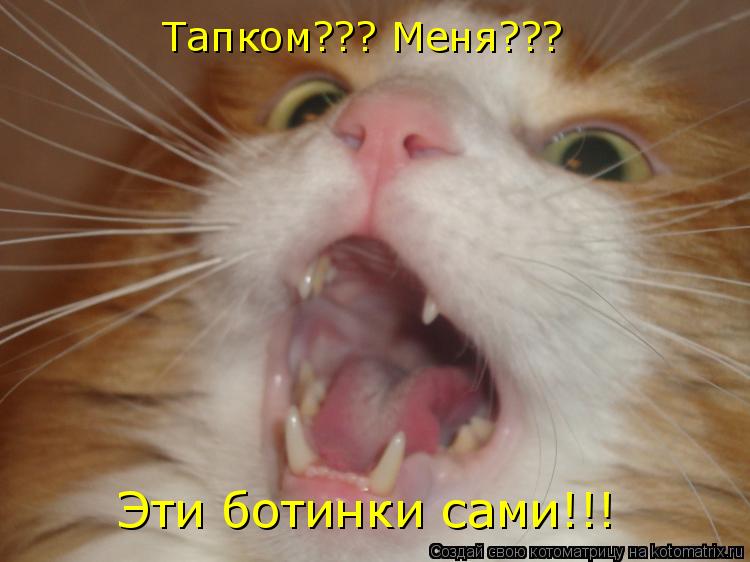 Тапком??? Меня??? Эти ботинки сами!!!... Котоматрица: Тапком??? Меня??? Эти ботинки сами!!!
