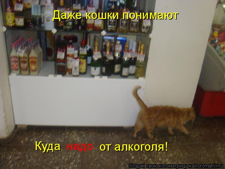 Даже кошки понимают Куда надо от алкоголя!... Котоматрица: Даже кошки понимают Куда надо от алкоголя!