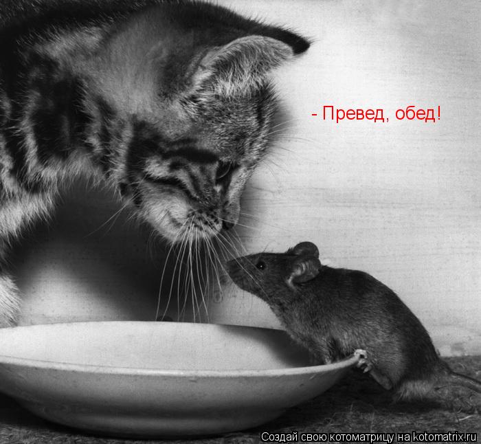 - Превед, обед!... Котоматрица: - Превед, обед!