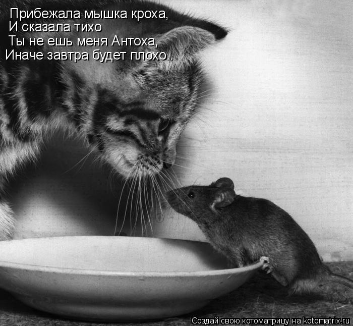 Прибежала мышка кроха, И сказала тихо Ты не ешь меня Антоха, Иначе завтра будет плохо..... Котоматрица: Прибежала мышка кроха, И сказала тихо Ты не ешь меня Антоха, Иначе завтра будет плохо..