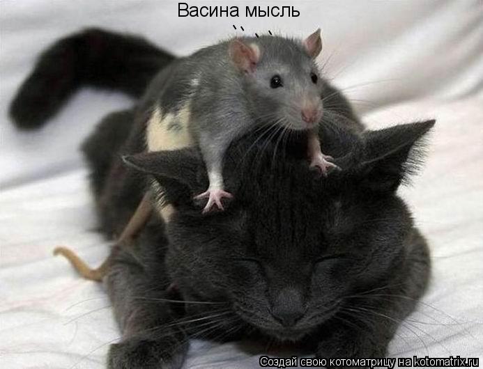 Васина мысль - - - -... Котоматрица: Васина мысль - - - -