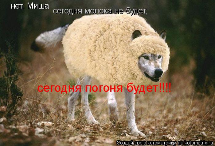 нет, Миша сегодня молока не будет, сегодня погоня будет!!!!... Котоматрица: нет, Миша сегодня молока не будет, сегодня погоня будет!!!!