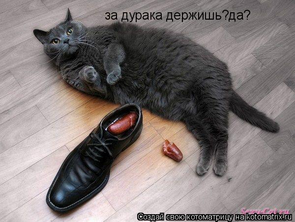 за дурака держишь?да?... Котоматрица: за дурака держишь?да?