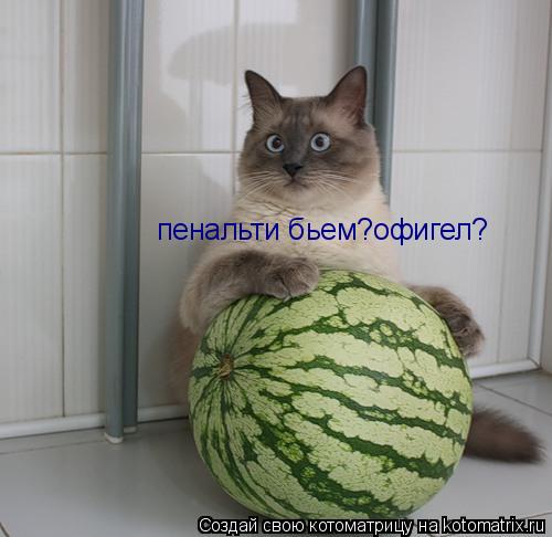 пенальти бьем?офигел?... Котоматрица: пенальти бьем?офигел?