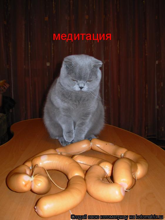 медитация... Котоматрица: медитация