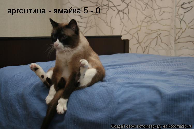 аргентина - ямайка 5 - 0... Котоматрица: аргентина - ямайка 5 - 0