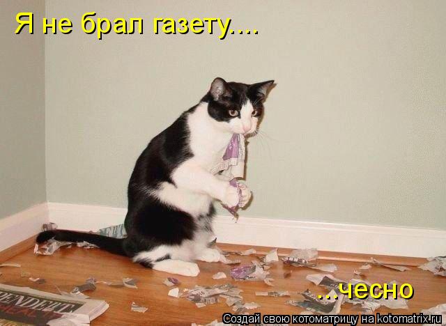 Я не брал газету.... ...чесно... Котоматрица: Я не брал газету.... ...чесно