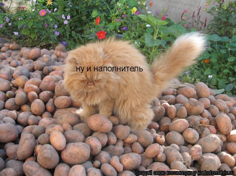 ну и наполнитель... Котоматрица: ну и наполнитель