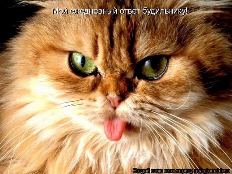 Мой ежедневный ответ будильнику!... Котоматрица: Мой ежедневный ответ будильнику!