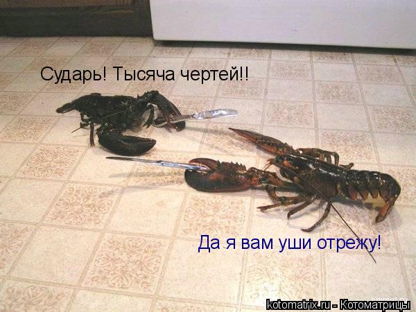 Сударь! Тысяча чертей!! Да я вам уши отрежу!... Котоматрица: Сударь! Тысяча чертей!! Да я вам уши отрежу!