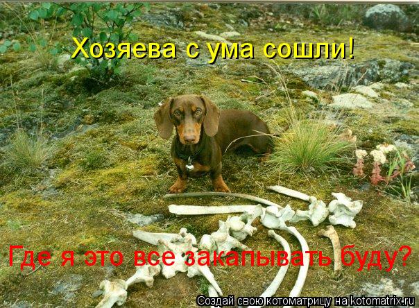 Хозяева с ума сошли! Где я это все закапывать буду?... Котоматрица: Хозяева с ума сошли! Где я это все закапывать буду?