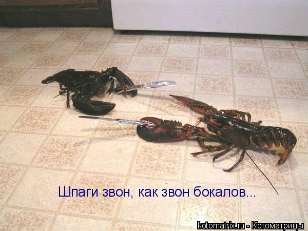 Шпаги звон, как звон бокалов...... Котоматрица: Шпаги звон, как звон бокалов...