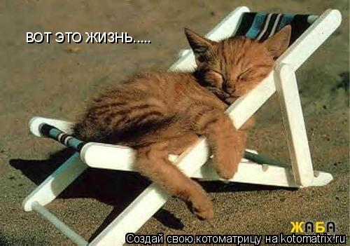 ВОТ ЭТО ЖИЗНЬ........ Котоматрица: ВОТ ЭТО ЖИЗНЬ.....