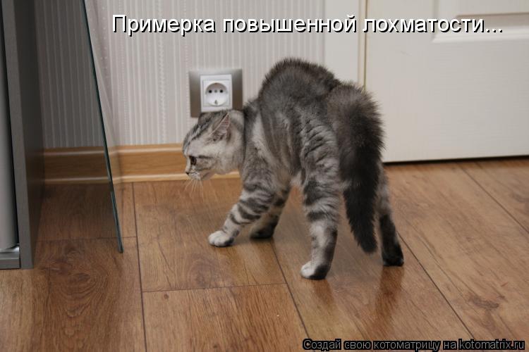 Примерка повышенной лохматости...... Котоматрица: Примерка повышенной лохматости...