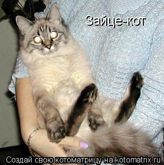 Зайце-кот... Котоматрица: Зайце-кот