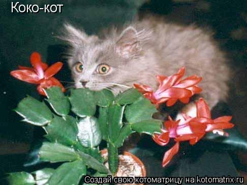 Коко-кот... Котоматрица: Коко-кот