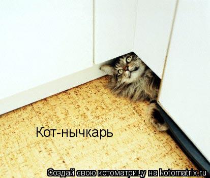 Кот-нычкарь... Котоматрица: Кот-нычкарь