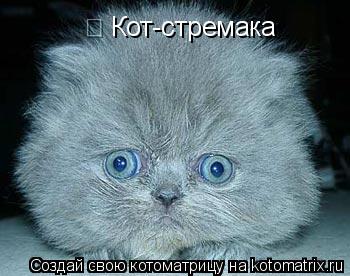 Кот-стремака... Котоматрица: Кот-стремака