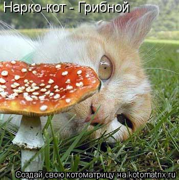 Нарко-кот - Грибной... Котоматрица: Нарко-кот - Грибной