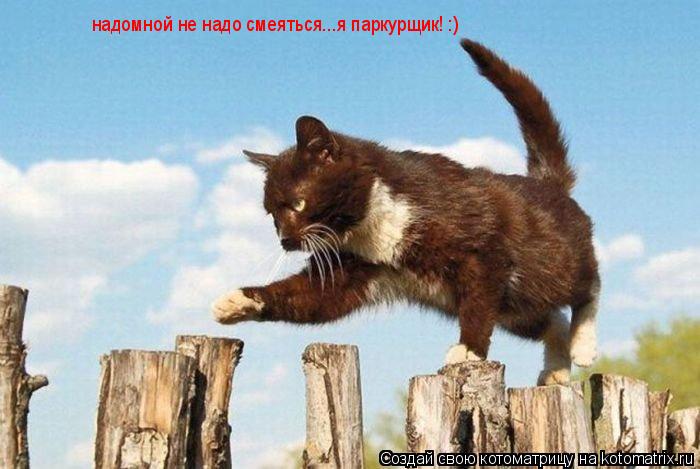надомной не надо смеяться...я паркурщик! :)... Котоматрица: надомной не надо смеяться...я паркурщик! :)