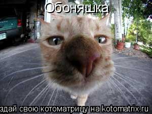 Обоняшка... Котоматрица: Обоняшка