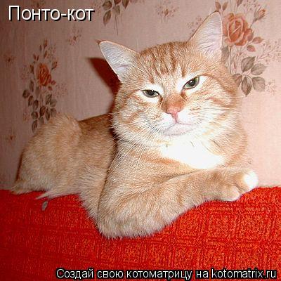 Понто-кот... Котоматрица: Понто-кот