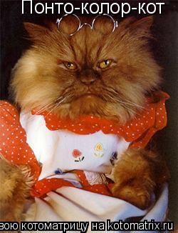 Понто-колор-кот... Котоматрица: Понто-колор-кот
