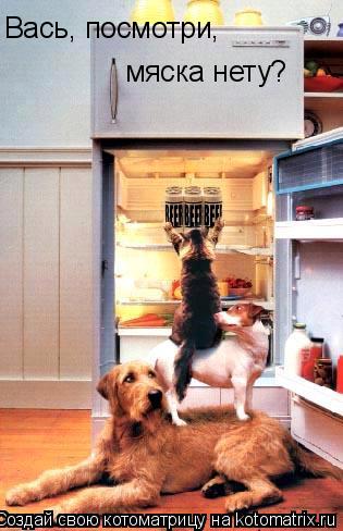 Вась, посмотри, мяска нету?... Котоматрица: Вась, посмотри, мяска нету?