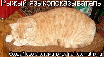 Рыжый языкопоказыватель... Котоматрица: Рыжый языкопоказыватель