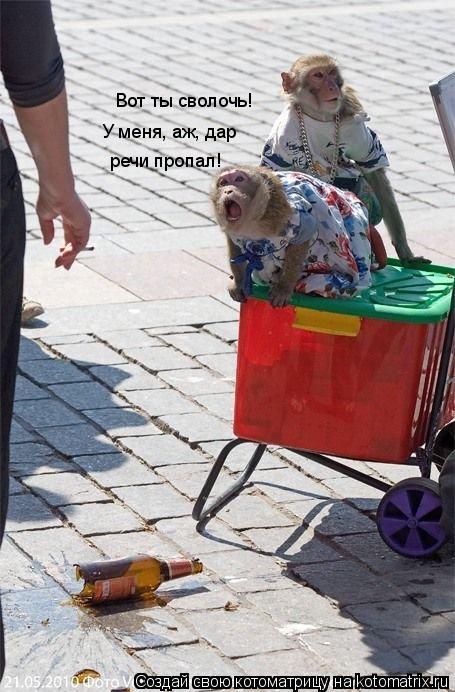 Вот ты сволочь! У меня, аж, дар речи пропал!... Котоматрица: Вот ты сволочь! У меня, аж, дар речи пропал!