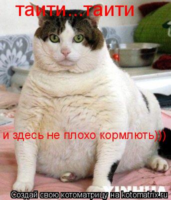 таити...таити и здесь не плохо кормлють)))... Котоматрица: таити...таити и здесь не плохо кормлють)))