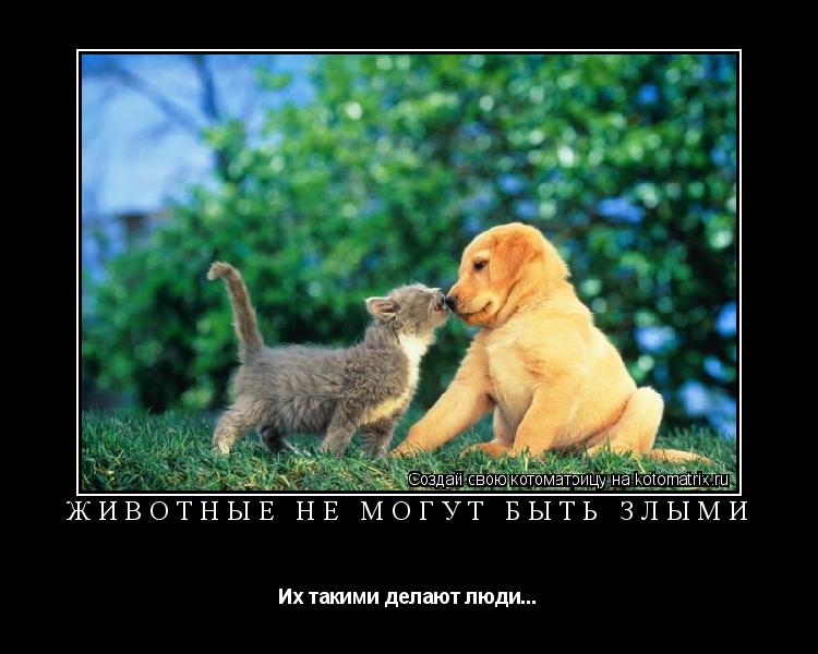 Котоматрица: ЖИВОТНЫЕ НЕ МОГУТ БЫТЬ ЗЛЫМИ Их такими делают люди...