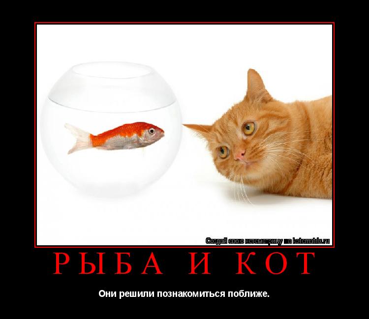 Рыба и кот Они решили познакомиться поближе.... Котоматрица: Рыба и кот Они решили познакомиться поближе.