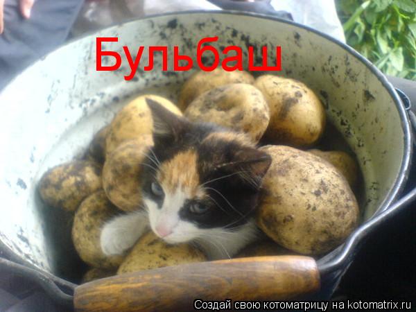 Бульбаш... Котоматрица: Бульбаш