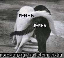 я-инь я-янь... Котоматрица: я-инь я-янь